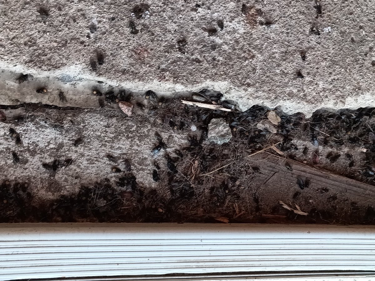 Kelsey Solick tweet media