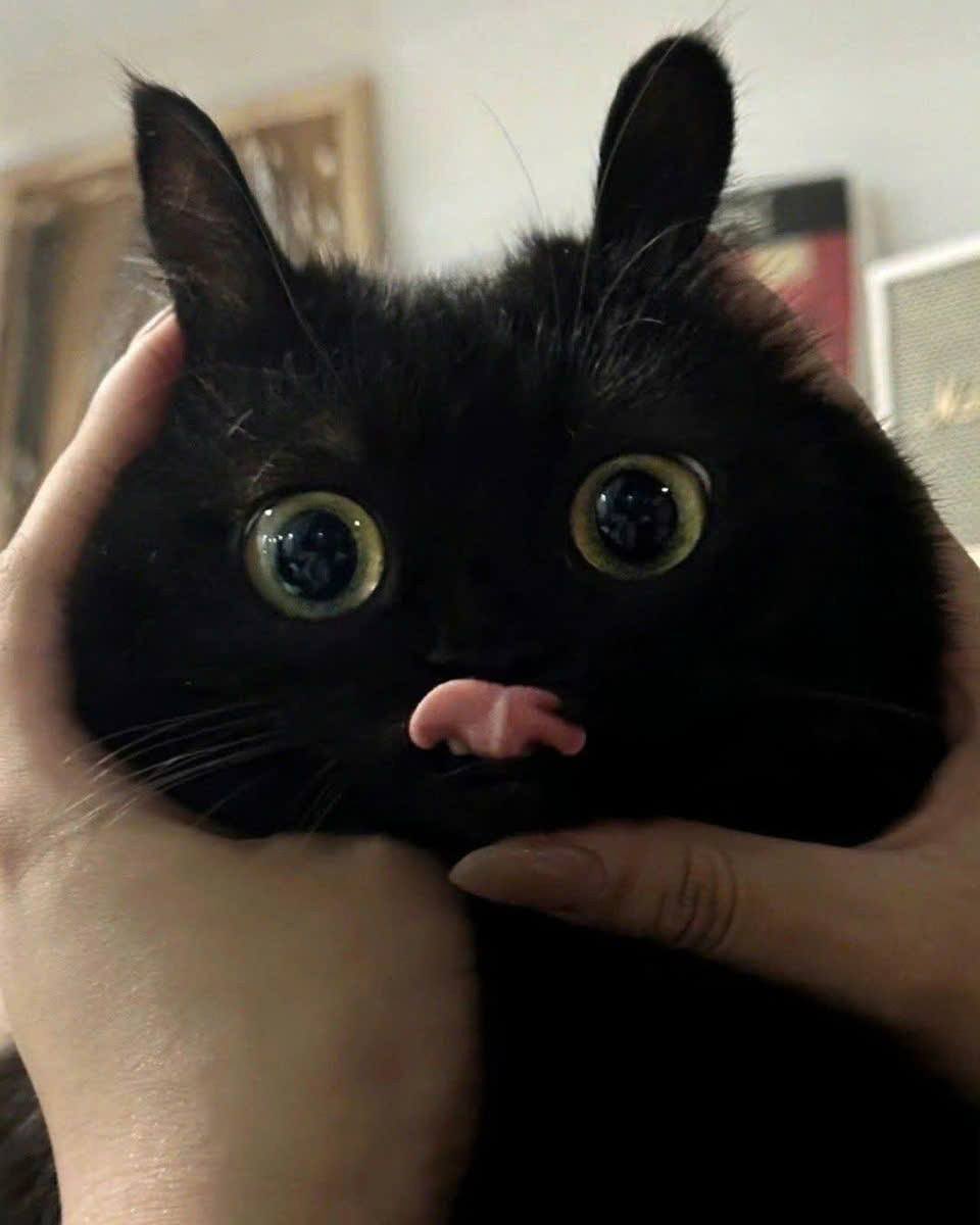 gatinarios's tweet image. 👁 👁
    👅