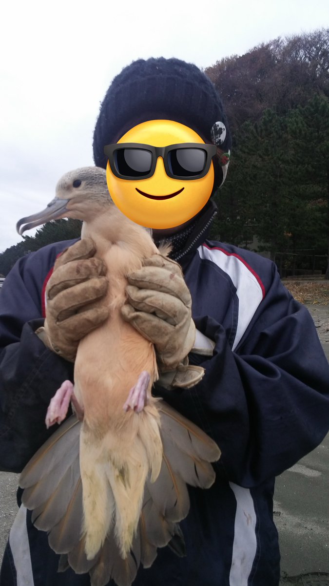 chibayou09421's tweet image. 大学の研究で島に行き4カ月
ジャングルで生き抜く(野鳥研究)
↓
ギター職人
↓
お金がなさすぎてマウスで漫画賞に出す
↓
佳作･comico連載
↓
ジャンプ＋連載
↓
次回作が描けなくてパン屋になろうとする
↓
腹痛に見舞われバイトの面接にいけず最後に一作描く
↓
幼稚園WARS連載

 #作家になった流れ
