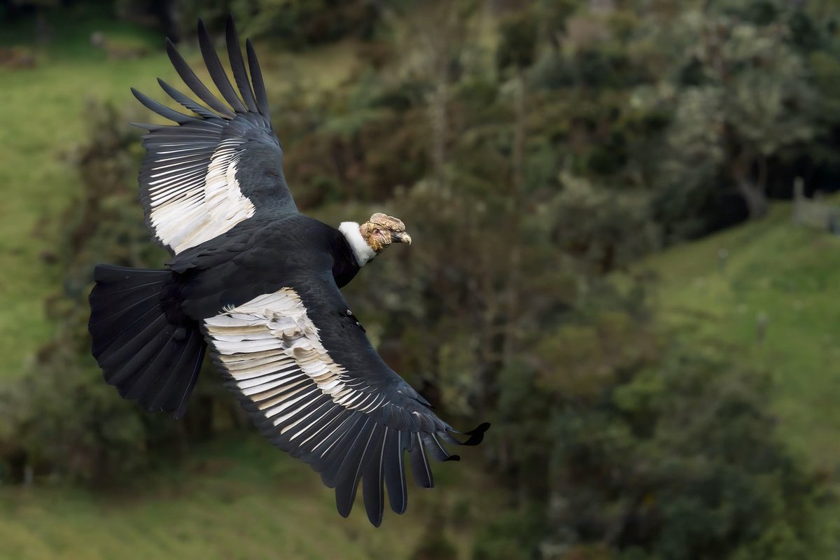 Pasé por Puracé hace poco y no pude dejar de visitar al Cóndor de los Ándes. 📸
La majestuosidad de su vuelo, su enorme tamaño y la elegancia que transmite confronta con saber que hay comunidades que lo odian por mitos injustificados. La comunidad de Puracé lo aprovecha y cuida.