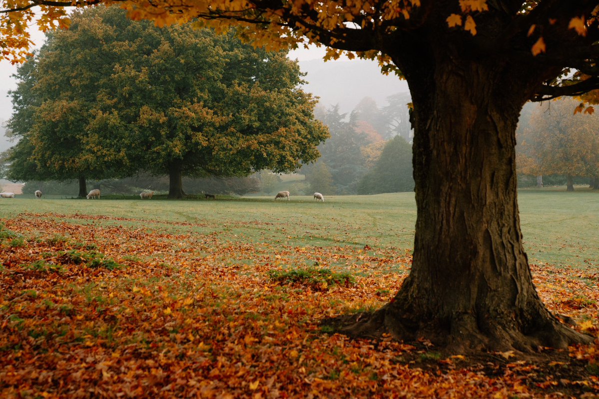 DanielCasson1's tweet image. Autumn Mornings 🍂 //