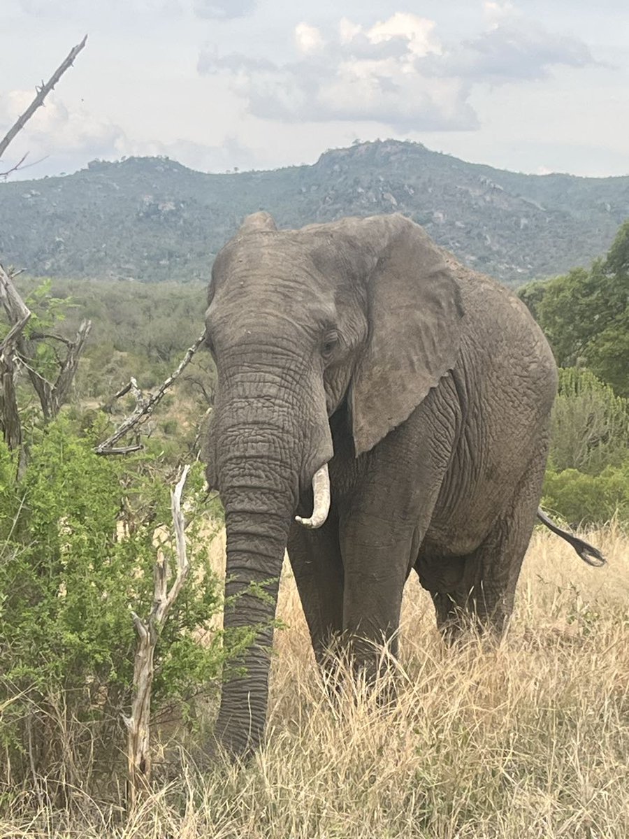 LatestKruger's tweet image. 3:56pm
1 Elephant 
Matjulu waterhole, 3.7km N of Berg En Dal off the S110 sand
5/5
Tinged by Markupretorius