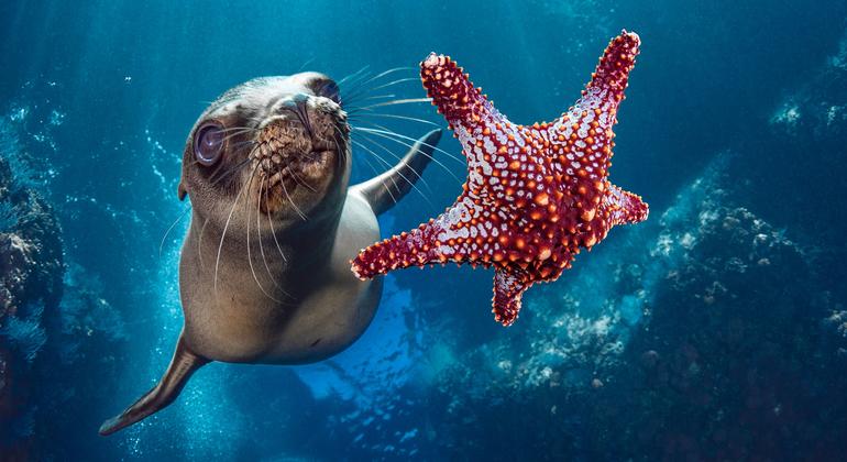 BESNet_UNDP's tweet image. Two-thirds of the ocean lies beyond national boundaries, often lawless in protection until now.
The new #HighSeasTreaty shifts that. Marine life, climate and coastal communities all stand to gain.
Read more about the treaty and next steps. 👇
news.un.org/en/story/2025/…