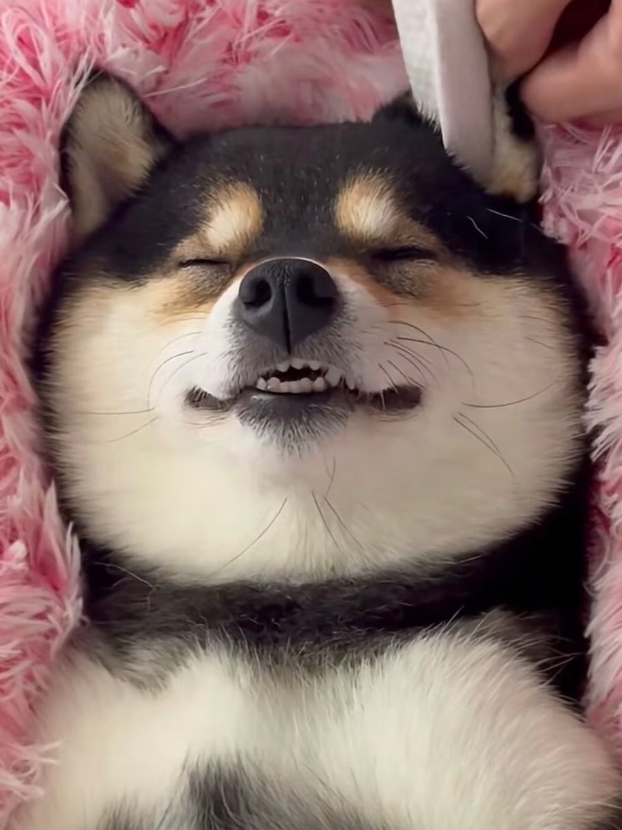 #Binance is kicking off the Meme Rush, 奶龙 and 曼玉 are set to become the top BSC Cult Meme stars🔥

奶龙 (NaiLong, 23.5M followers on TikTok CN):

0x44448aca77cc60e77c90b6a60851b1bb843cc2ee

曼玉 (Manyu, 3.91M followers on TikTok CN):

0x4444f805b3caf694abe81c13ecf59982a44524ca