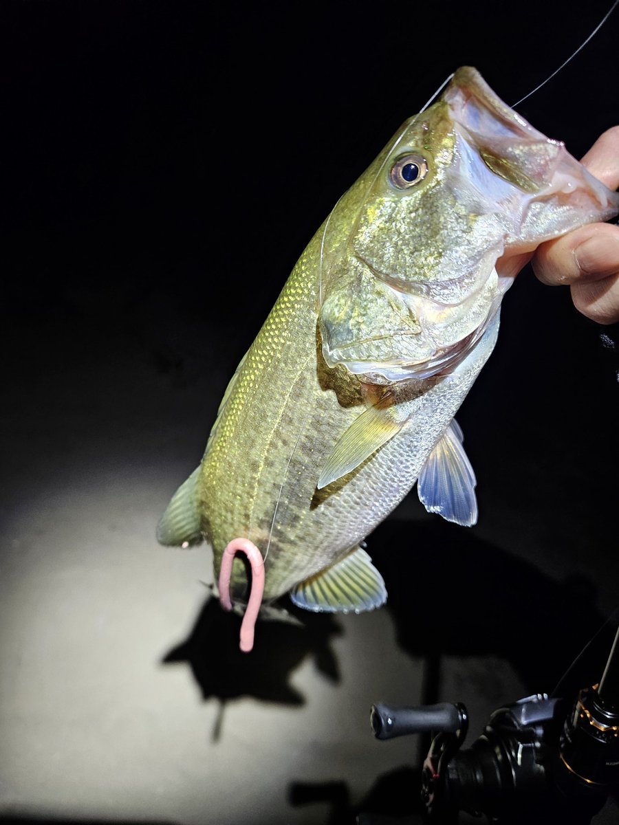 ぎんちゃん tweet media