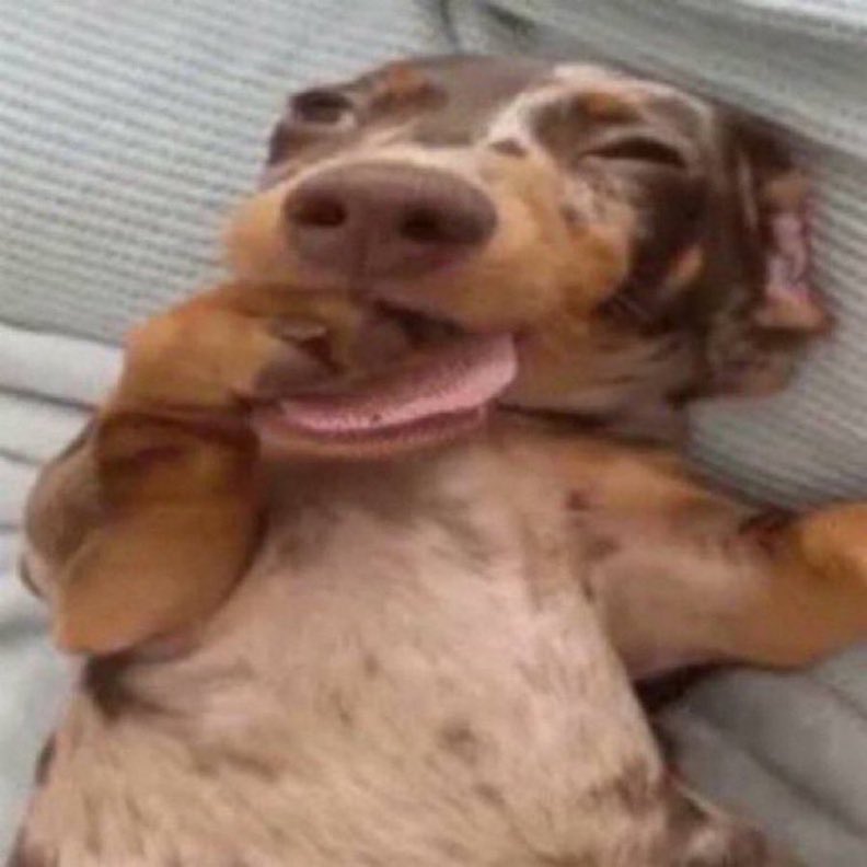 Não aguento mais dar oi pra vocês animais fofos, mas também não quero ter 7 anos de azar aaaaaaaa