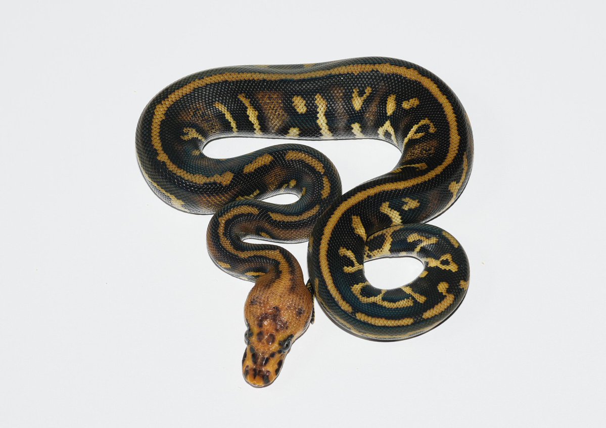 TT_REPTILES's tweet image. ✶ストレンジャーダークナイト♀

#ボールパイソン
#Ballpython
#ダークナイト
＃ストレンジャー
#スポットノーズ
＃チョコレート
#KINOVA