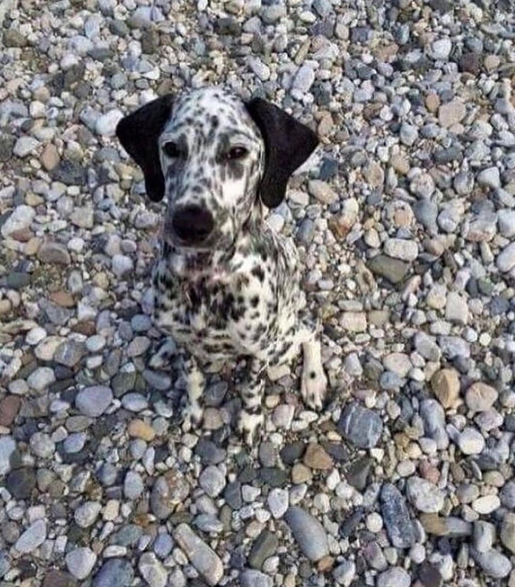 clever_call's tweet photo. Strong urge.....  Disappearing like him https://t.co/gQZ4L1jWYt