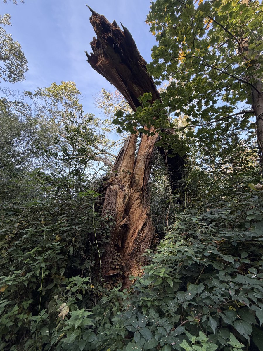 This tree must have made one heck of a noise when it fell…