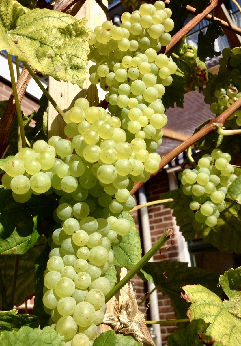 Zelfs in oktober hangt mijn tuin nog vol met eetbaar fruit. En eerlijk gezegd, het smaakt vaak nog zoeter dan het fruit uit de supermarkt.
#tuinieren #gardening #appelen #druiven #passievrucht #IJmuiden