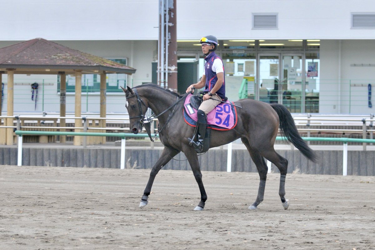 toshio_wada's tweet image. 注目2歳馬通信@美浦
#イクシード ♀
父キタサンブラック
母シャトーブランシュ
#木村哲也厩舎
#イクイノックス の全妹ちゃん🔰
馬名の意味•由来は『超える。偉大な兄を超えるような活躍を願って』
妹も〝いい目〟をしてるのでは…👀
そして〝ツル首〟で歩くのも特徴的🐎
まずは初陣の走りに注目です🏇