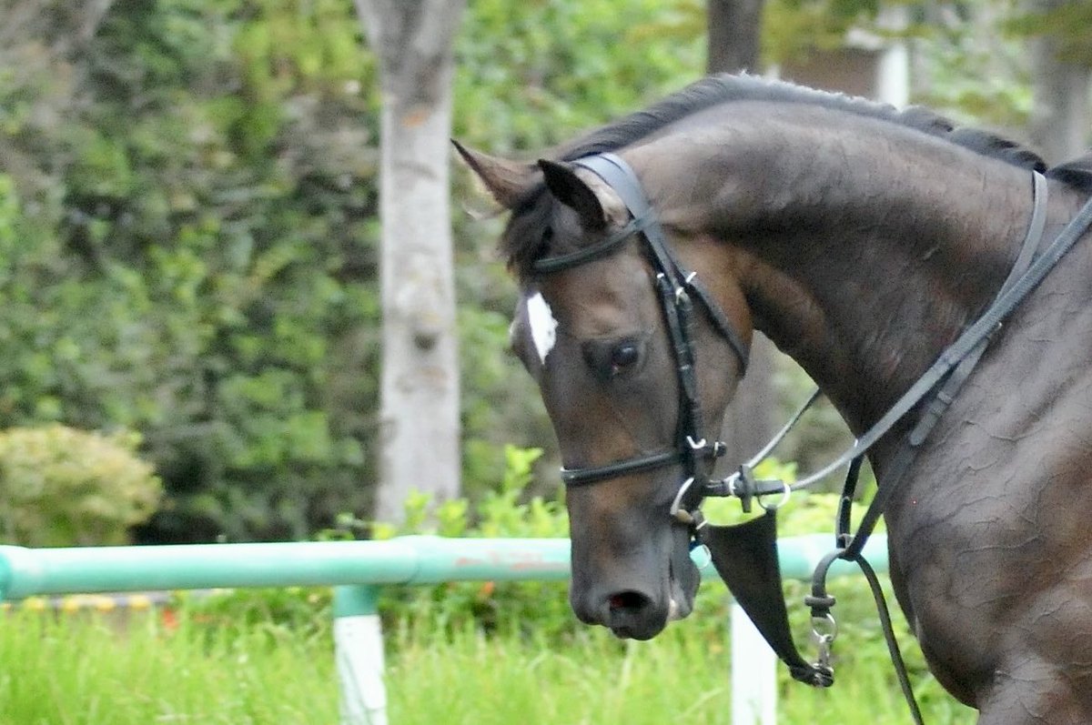 toshio_wada's tweet image. 注目2歳馬通信@美浦
#イクシード ♀
父キタサンブラック
母シャトーブランシュ
#木村哲也厩舎
#イクイノックス の全妹ちゃん🔰
馬名の意味•由来は『超える。偉大な兄を超えるような活躍を願って』
妹も〝いい目〟をしてるのでは…👀
そして〝ツル首〟で歩くのも特徴的🐎
まずは初陣の走りに注目です🏇