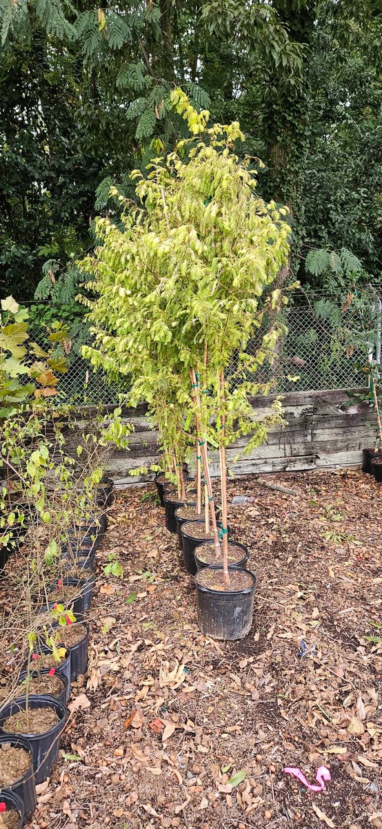 AndrewLads's tweet photo. 600 Trees going to Charlotte residents this morning volunteering in collaboration with Trees Charlotte! ๐๐ฒ๐ถ๐พ Off to get ready for #ShibaFest https://t.co/sEfbkTu5AX