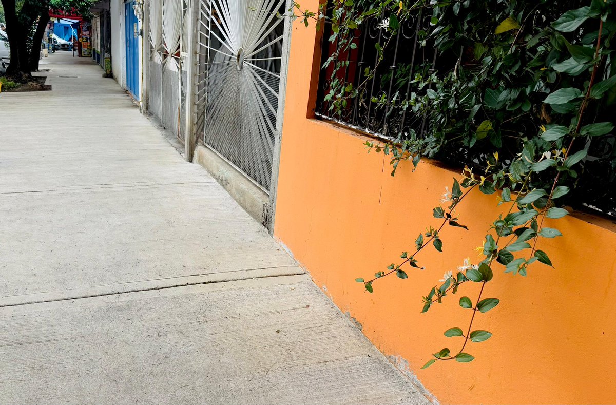 giogutierrezag's tweet photo. Seguimos mejorando el rostro de Coyoacán, para que tengas calles y banquetas dignas, accesibles y seguras dónde transitar. Rehabilitamos Rosa Zaragoza, entre Calzada de La Virgen y Manuela Sáenz, más de mil 700 m² de banquetas, 8 bolardos y 4 rampas de acceso 👷🏽🚧

#ContigoImparables 🧑🏻‍🔧✨