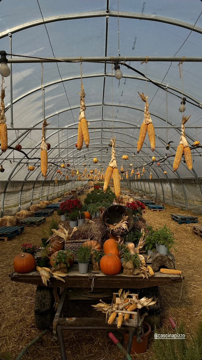 LauraAnnunz92's tweet image. 🍷🎃🌽🍂❤️❤️❤️ #prelemi