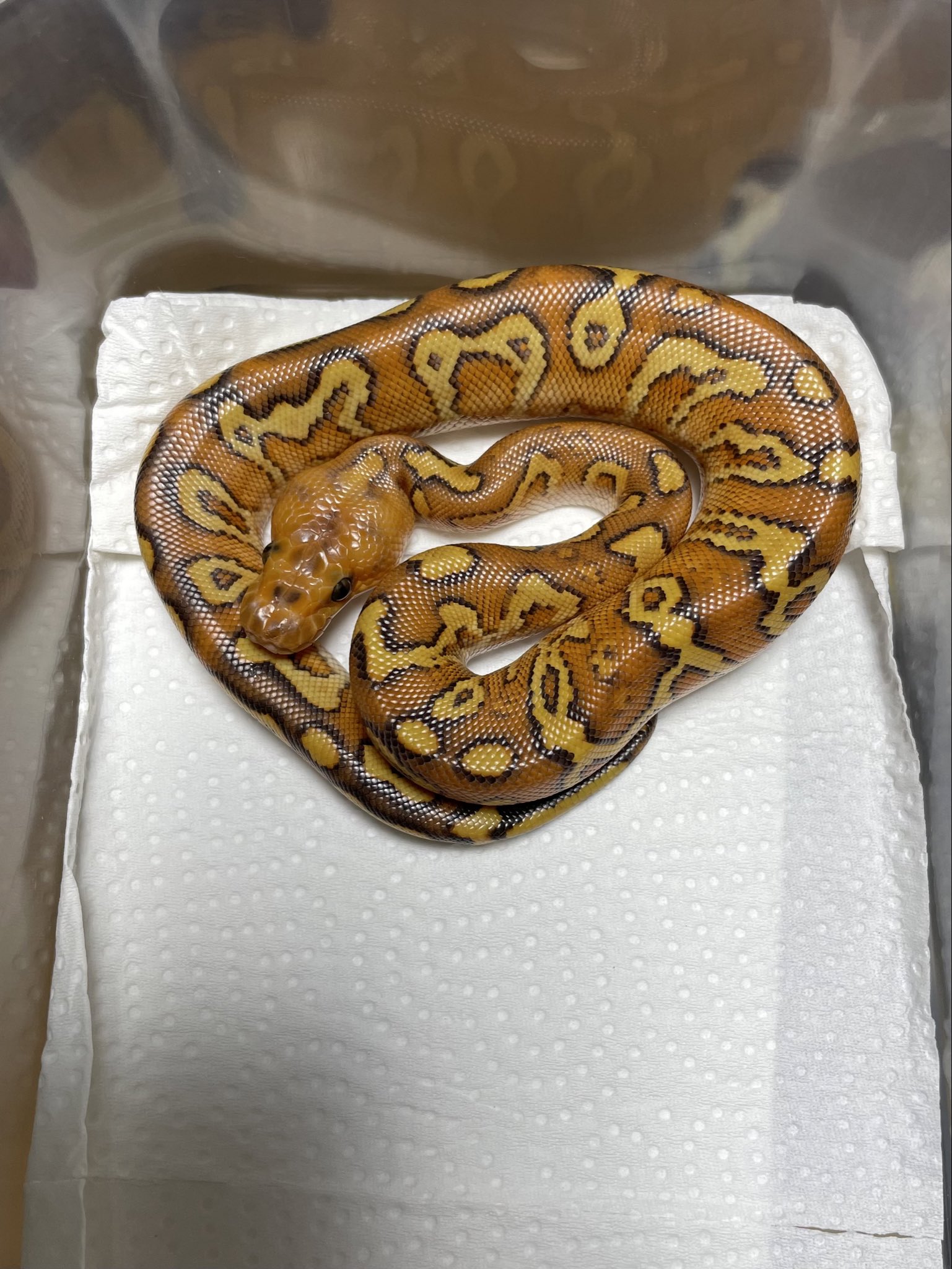 ラットマウス様⚠️8個注文⚠ Rabbit0-Shop / TOPページ