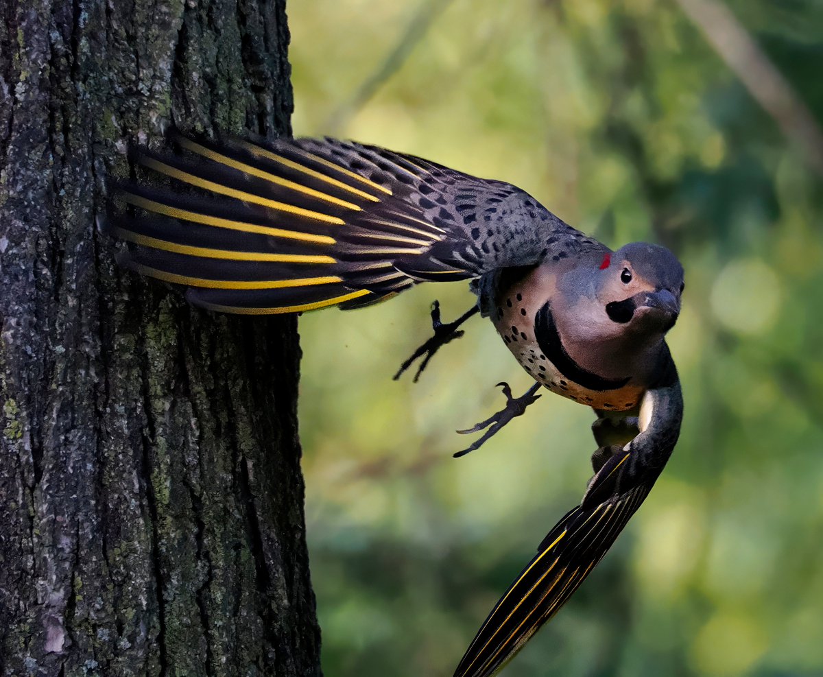 Above96th's tweet image. No birding for me today, so I wanted to share another shot of a Northern Flicker in flight. It&apos;s so rare for a bird to fly right at me! 😍😍😍 #Flicker #CentralPark #birdcpp