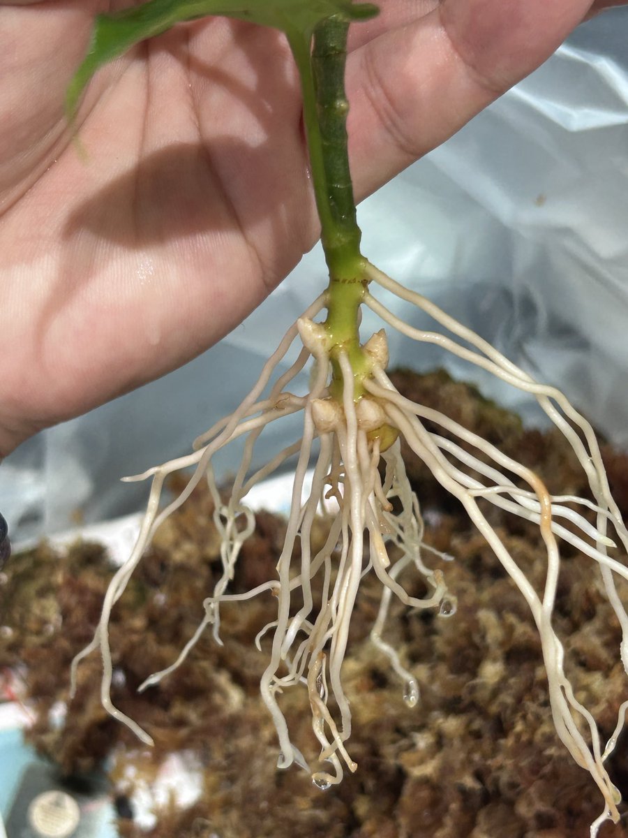 アグラオネマ - Search / X