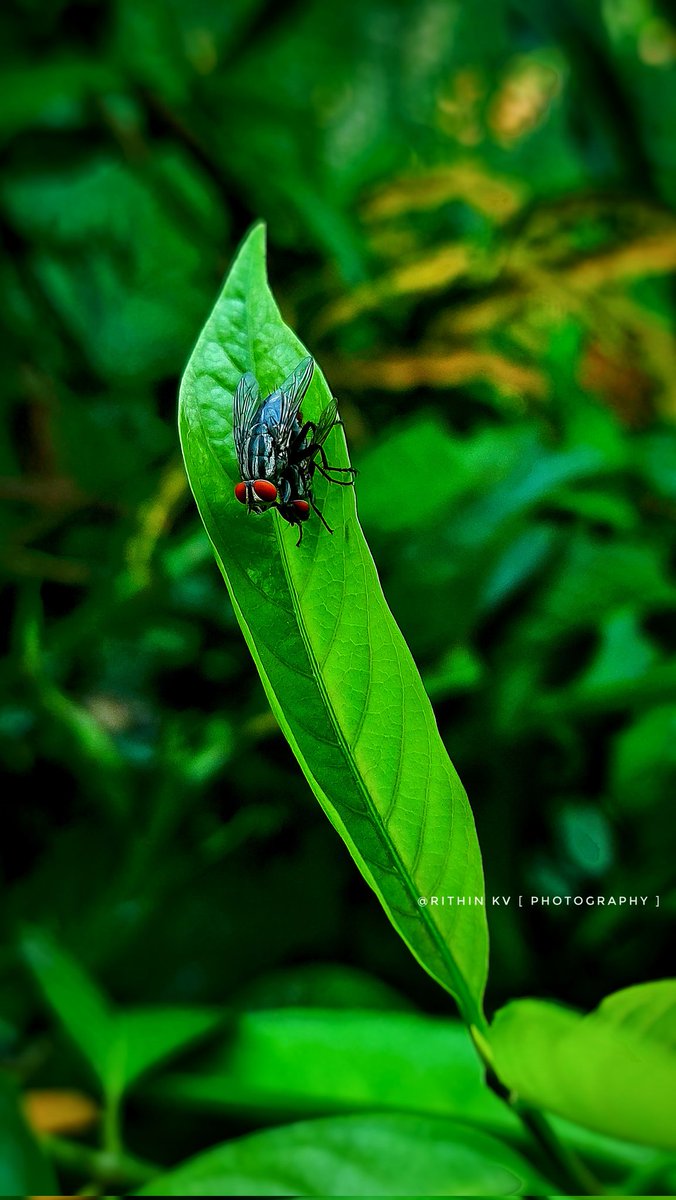 Iam_RITHIN_KV's tweet image. Life unfolds in the tiniest moments 
Caught this intimate scene on a quiet leaf nature never misses a beat. 

#MacroMagic | #InsectWorld