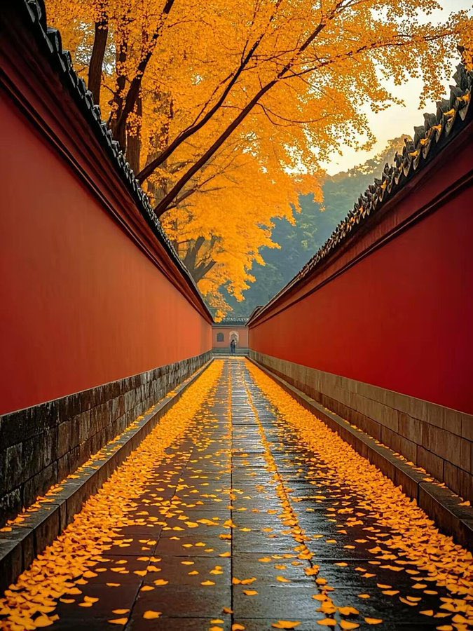 Summer31415's tweet image. 北京的秋·Autumn in Beijing
红墙黛瓦间,银杏叶如金蝶飘落,铺满胡同与宫墙小径。阳光洒下,桂香轻散,一城金色如梦。
Between red walls and golden ginkgoes, every breeze carries warmth and poetry.
这里的秋,既有皇家园林的雍容,也有市井人间的温情。
#北京秋天 #AutumnInBeijing #银杏季