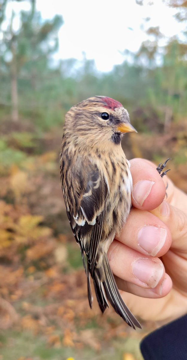 Record-breaking morning on Cannock Chase!
➡️ 208 Redpoll ringed yesterday
➡️ 258 total including our test hour the previous day.
Unbelievable numbers for the season, a real Redpoll influx! 🔴 #BirdRinging #Migration #Redpoll