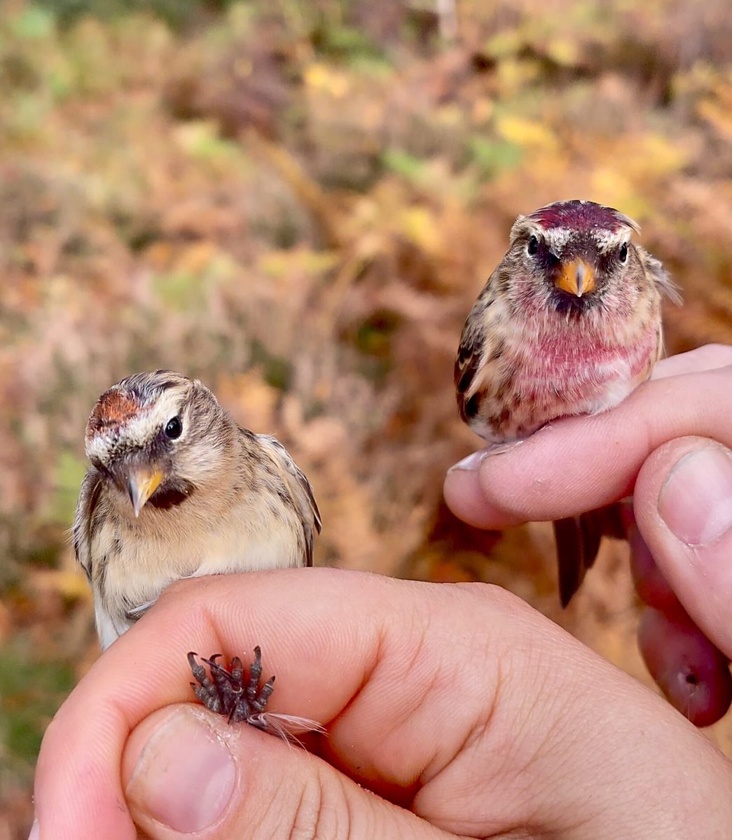 West Midlands Ringing Group tweet media