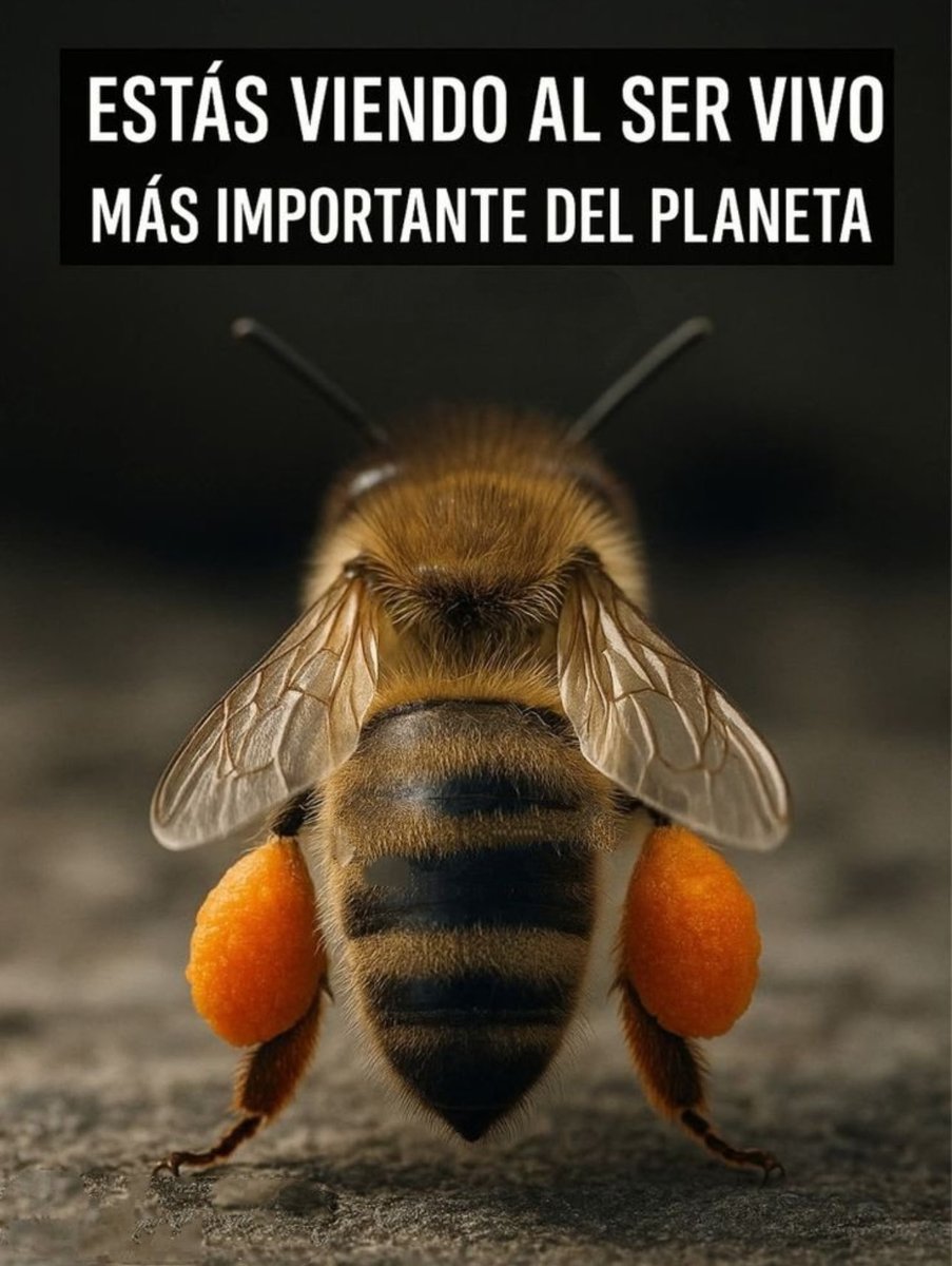 🐝 ¡Pequeña, pero imprescindible! 🌍