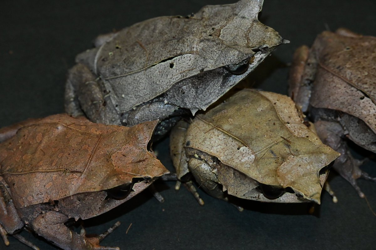 【白兎出品】 うさぎ 卯 兎 ピンク 白頭 小物入れ 七宝焼き ラインストーン