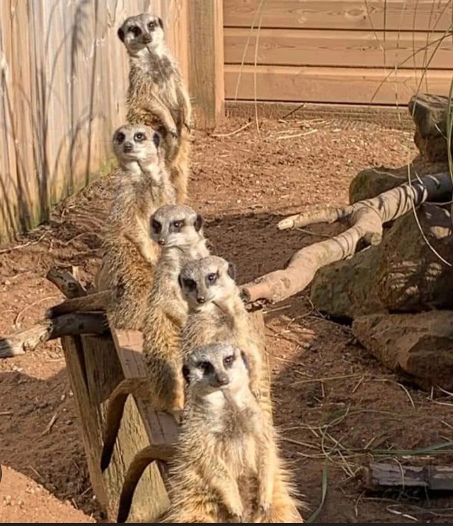 EarthGlowSnaps's tweet photo. 💔 After 17 years, Axe Valley Wildlife Park in Devon is closing this week. A beloved home to many animals & memories. Wishing them a safe transition. 🐾
#AxeValley #Wildlife #UKZoo