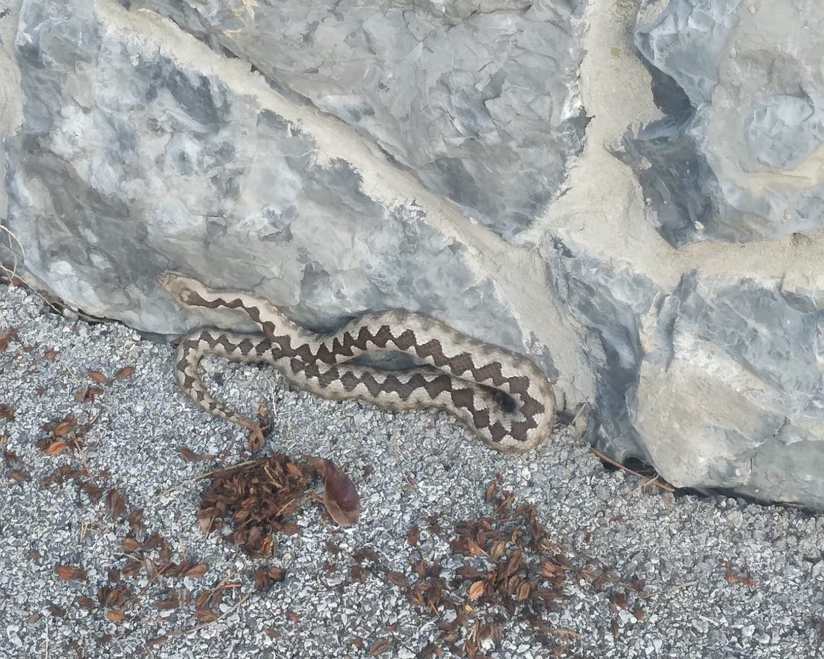 Once upon a time in Zagreb/Šalata