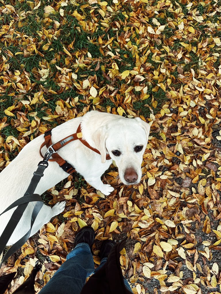 Слухати лекції з таким візуальним супроводом мені подобається