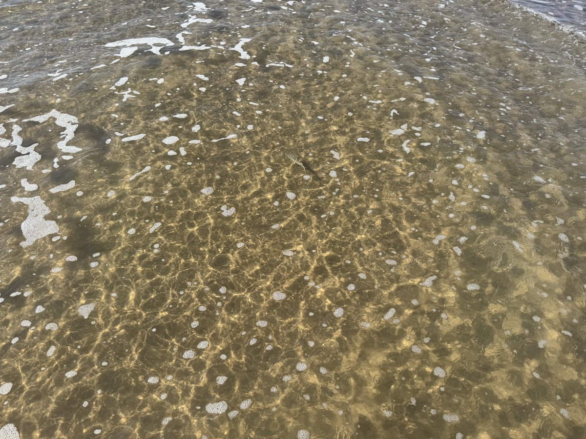 x_esk_x's tweet image. Trying to photograph fishes in water much harder than birds but not impossible