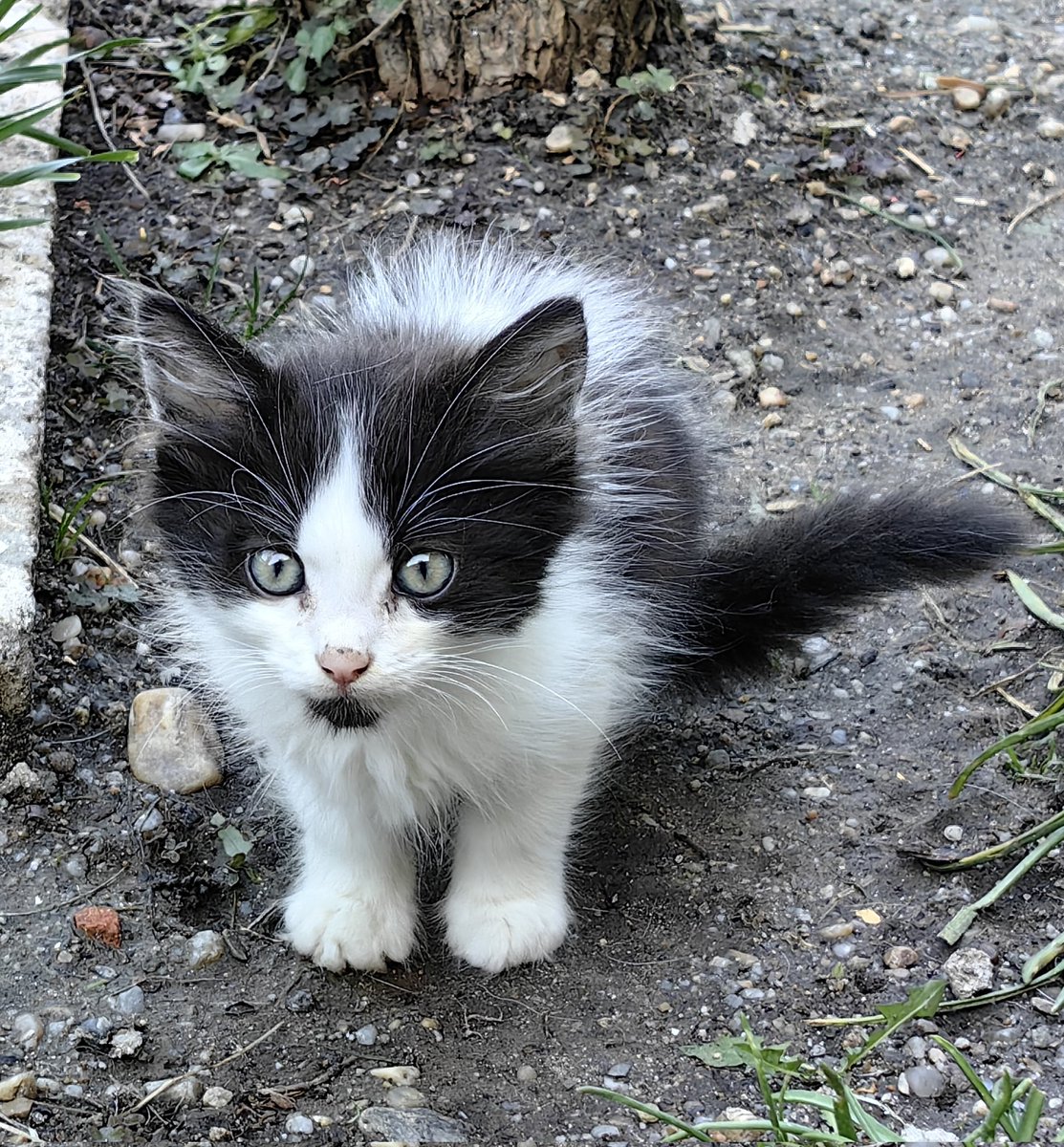 Piti Piti (@pitipiti251) on Twitter photo 