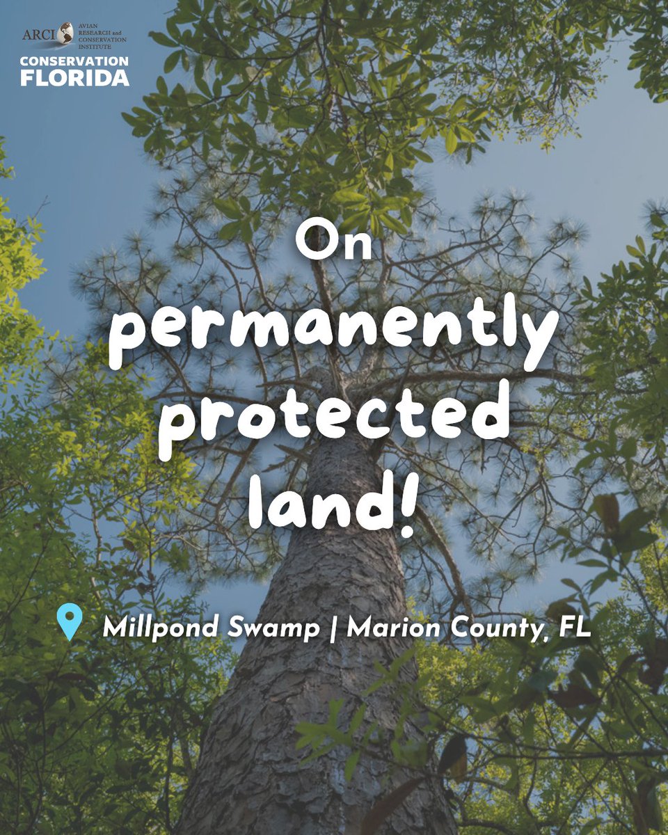 Conservation Florida tweet media