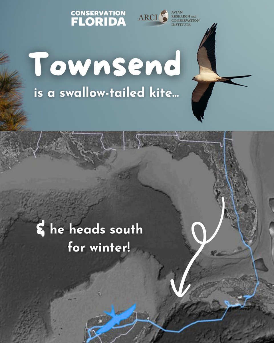 Conservation Florida tweet media