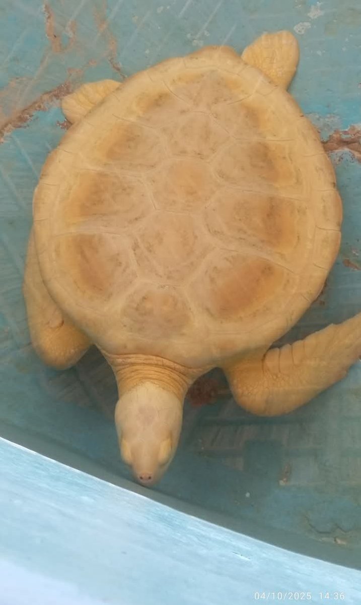 MariannyPe55542's tweet photo. Realiza el Citma de La #IslaDeLaJuventud,intercambio con el Centro de rescate de Tortugas Marinas #CayóLargoDelSur,dónde es notable la constribución con la Tarea Vida,#Mintur https://t.co/E1RFPgKxCk