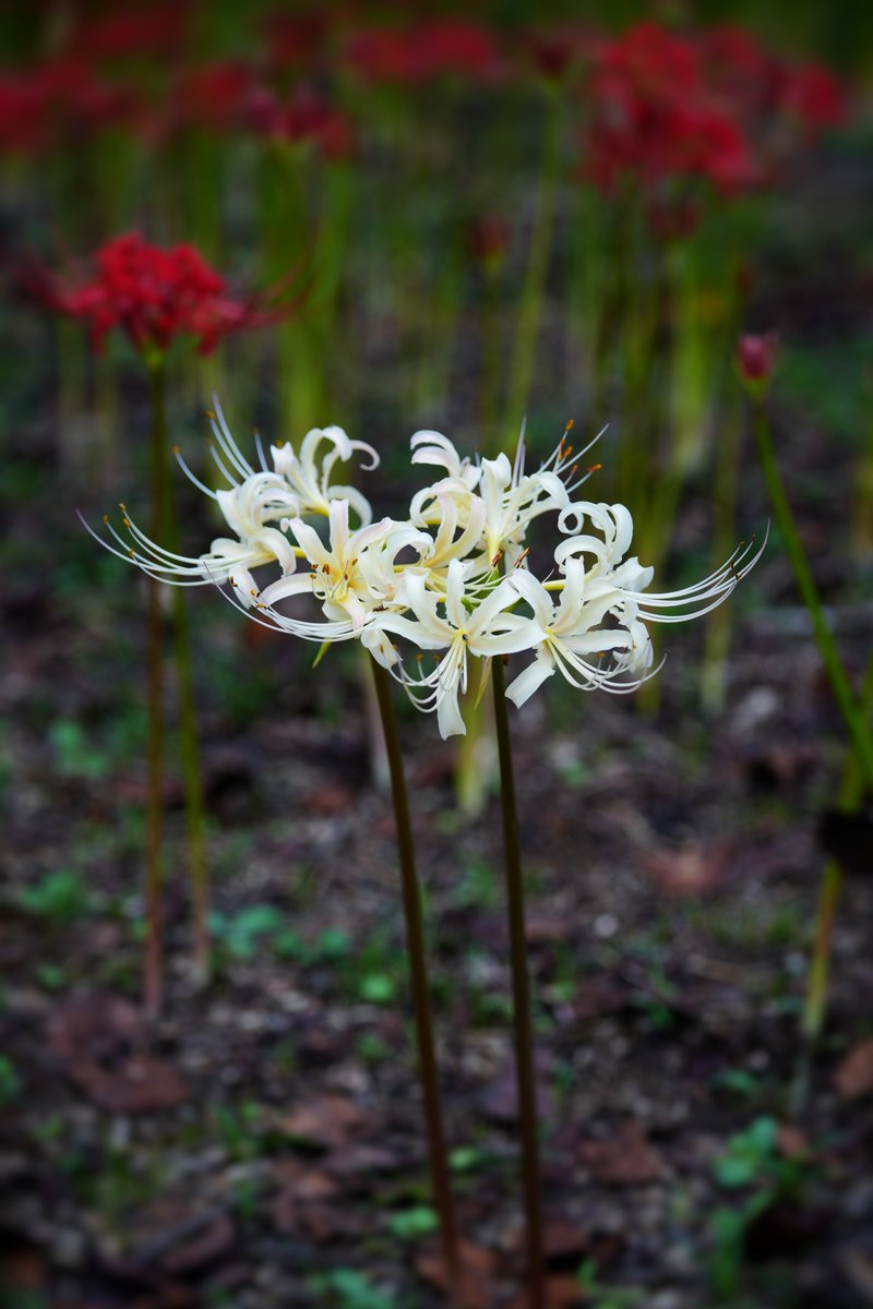 ko_oji616's tweet image. #写真好きな人と繋がりたい
#TLを花でいっぱいにしよう 
#船岡城址公園