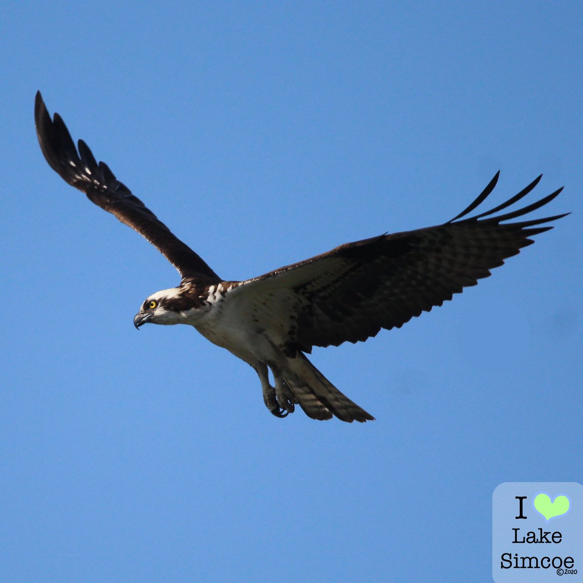 Youth for Lake Simcoe © tweet media