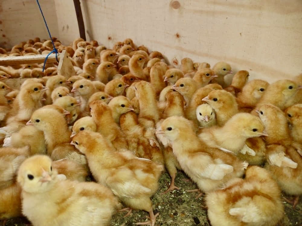hil3494's tweet image. It’s great to see that the 350 new Chicks funded by Team Hill have arrived and are making themselves at home at Rhinah Kindergarten and Primary School!! 🇺🇬🇺🇬🇺🇬

#TeamHill #WorkingTogether #MakingADifference