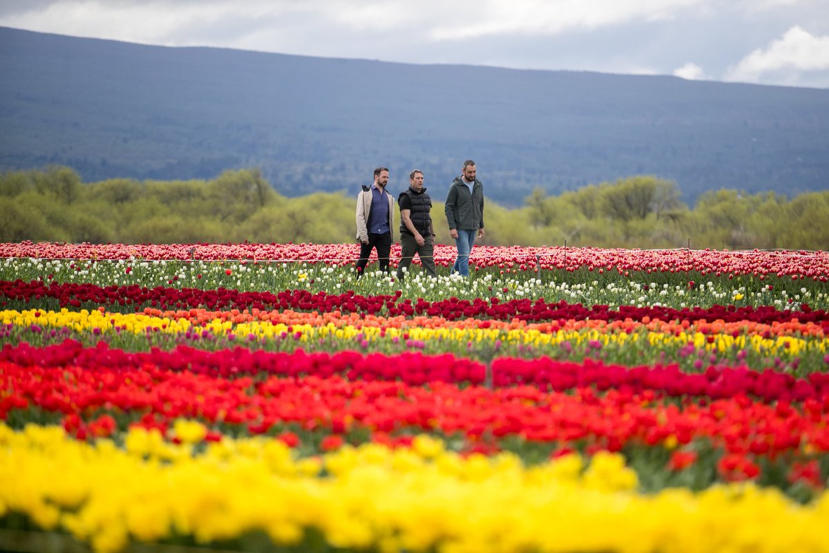 luquejuanpablo's tweet photo. El campo de Tulipanes en Trevelin es un espacio ejemplar de trabajo y producción sustentable que atrae los ojos del mundo, con inversión estratégica y diversificación que expone la creatividad de nuestros emprendedores. 

A pesar de la falta de una mirada federal del Gobierno Nacional y la ausencia de planificación de los aliados locales de Milei, nuestros emprendedores continúan generando opciones para sotener el turismo en la comarca. 

Vamos al Congreso a poner en valor estos lugares y a generar herramientas para potenciar de verdad el turismo patagónico, acompañando cada emprendimiento productivo de nuestra provincia.

#UnidosPodemos!🇦🇷