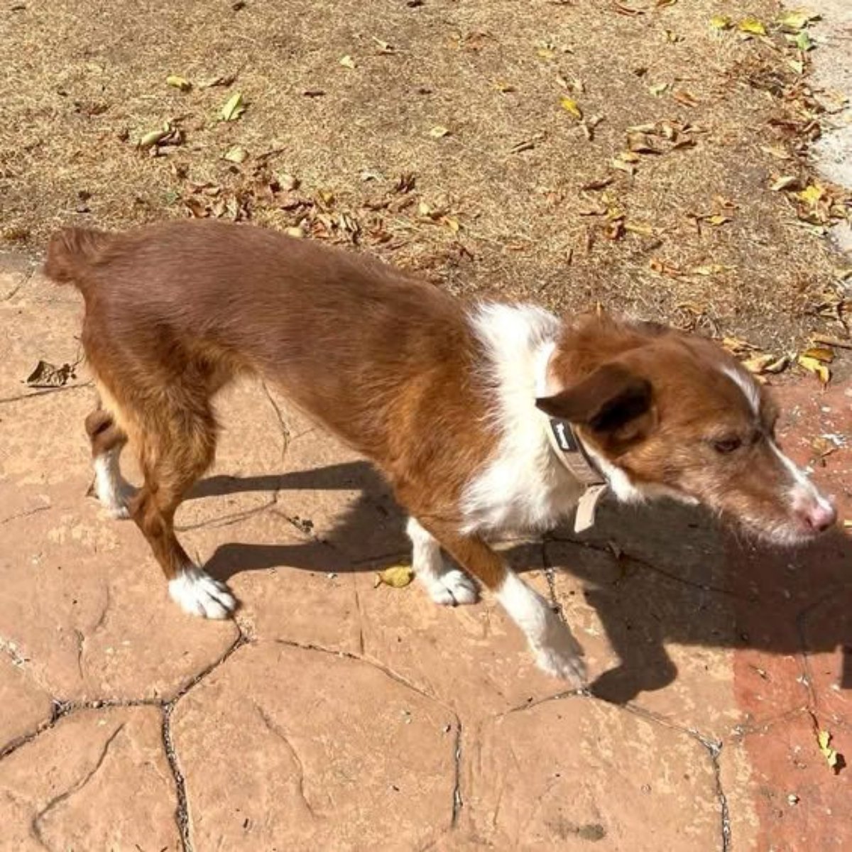 #Ávila
#LINDA (alias COPITO), tiene 9 años. Su humano ingresó en una residencia y la familia, la dejó al cuidado de terceros, y tras un tiempo... prefiere cederla para que pueda recuperar el cariño perdido. 

Si estás interesad@ en darle a Linda una nueva oportunidad...
Contacto;