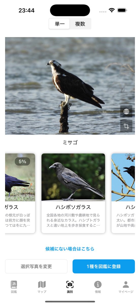 yacho_go's tweet image. 今の類似種追加による識別の問題点は、このミサゴの写真に5%でもミヤマガラスの候補が入ってると、その類似種のハシボソガラスとかが入ってしまうわけで..
下に出そうとも考えたのですが見るところや選択肢が増えると判断が大変になるのも悩ましく。
一旦戻す方向で進めさせてもらおうと思います..!