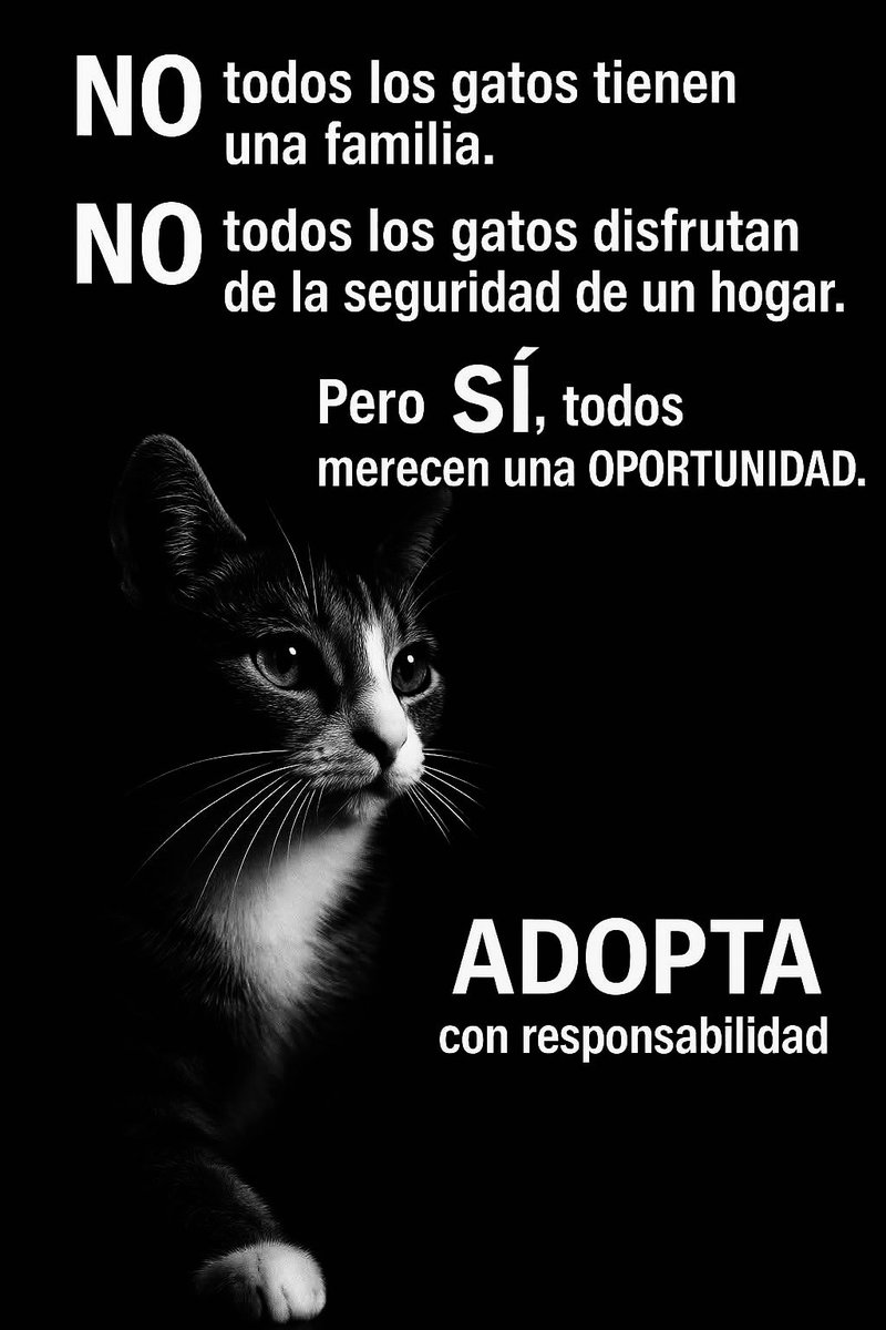 BarcenasBastion's tweet image. #Gato