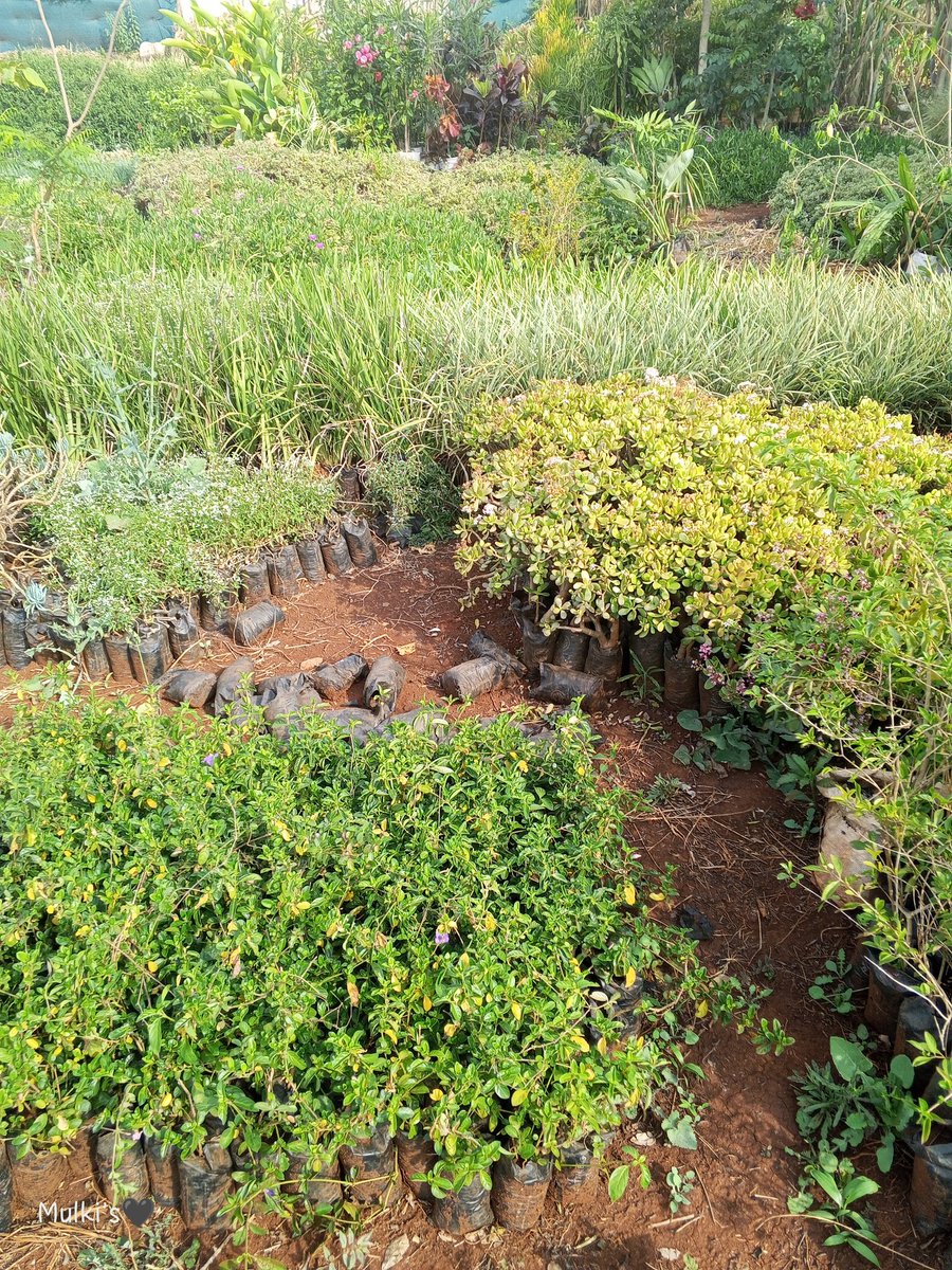 ant1_bruno2's tweet image. Looking for a landscape company?
Felak landscape designs specialties in Landscaping, Irrigation and waterscapes, Fencing Hardscapes installation and maintenance.
Contact us at 0727240813 / 0780240813
📩 @ felaklandscapedesigns@gmail.com
Flowers catalogue posted here👇🏾👇🏾