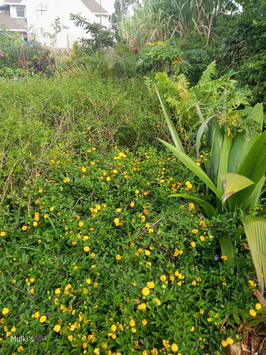 ant1_bruno2's tweet image. Looking for a landscape company?
Felak landscape designs specialties in Landscaping, Irrigation and waterscapes, Fencing Hardscapes installation and maintenance.
Contact us at 0727240813 / 0780240813
📩 @ felaklandscapedesigns@gmail.com
Flowers catalogue posted here👇🏾👇🏾
