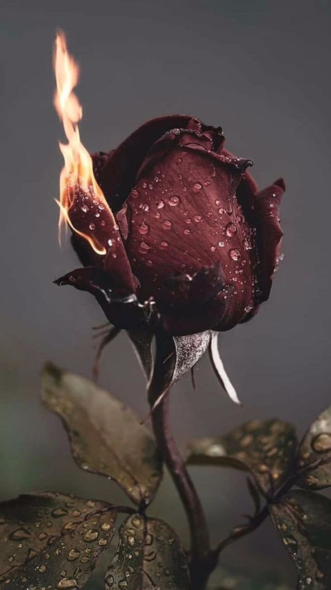 Uyuyunca geçer zannettiklerimizin,
sadece bir yanılgıdan ibaret olduğunu uyanınca anlıyor İnsan 

#cumartesi