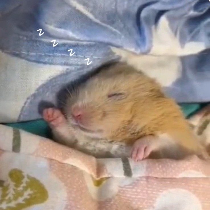 smileylotty's tweet image. Our little hamster is only this smol 🤏🏻🥹🐹
#ชาล็อตออสติน #CharlotteAustin