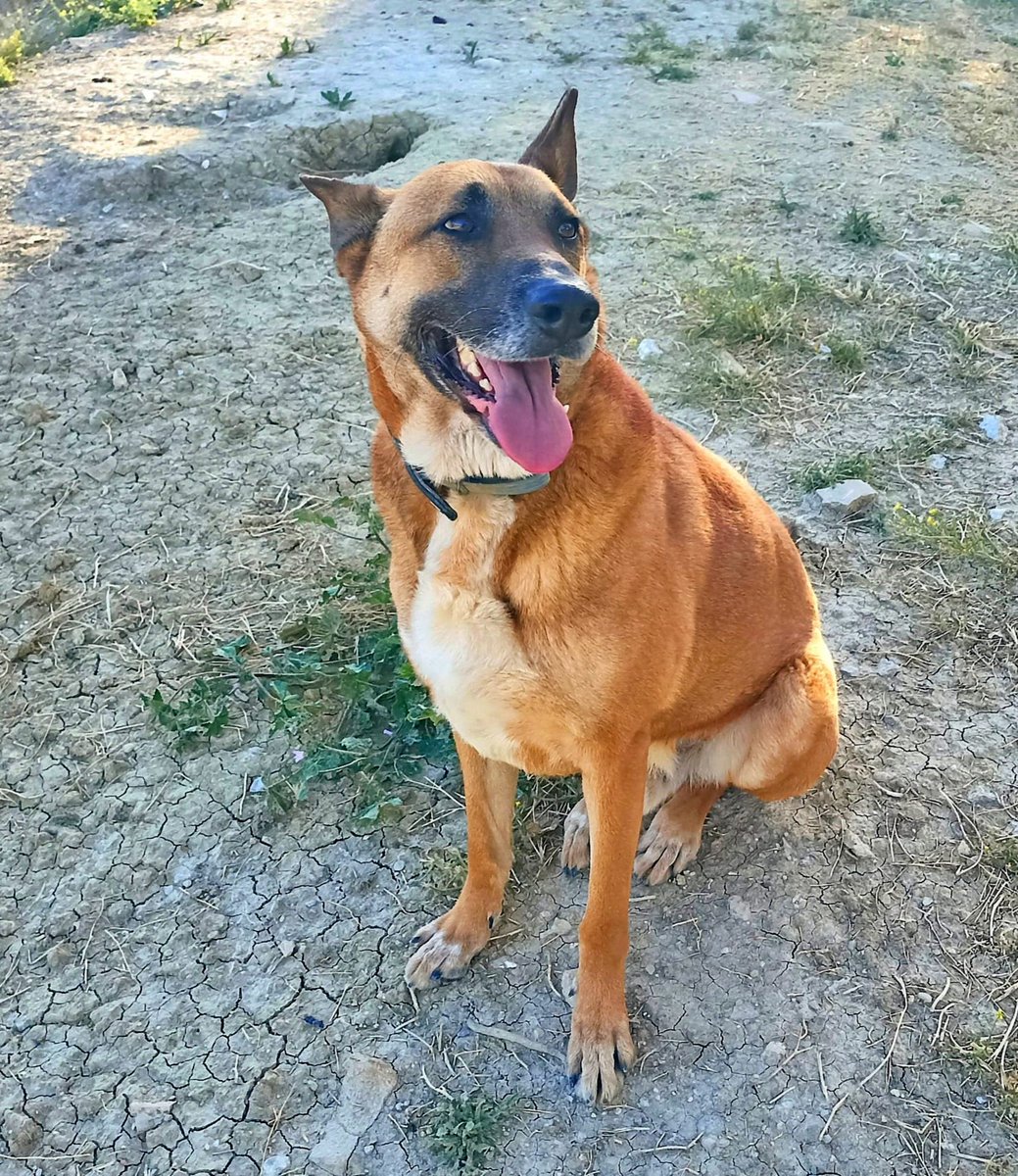 #Jaén
A #MERCURIO de 7 añitos, lo abandonaron en la prote, porque "no podían hacerse cargo y bla, bla, bla"

Bellísimo, con un porte estupendo y bastante temperamento e instinto protector.

Sociable con personas y perros fuera de su chenil, dentro, no tolera a otros perros y es