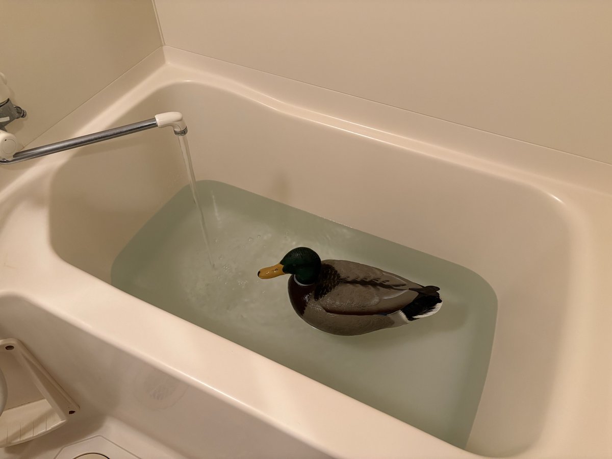 今日はマジで疲れたので1年以上ぶりにお湯を張ります相変わらずマガモもいますこんばんはマガモです