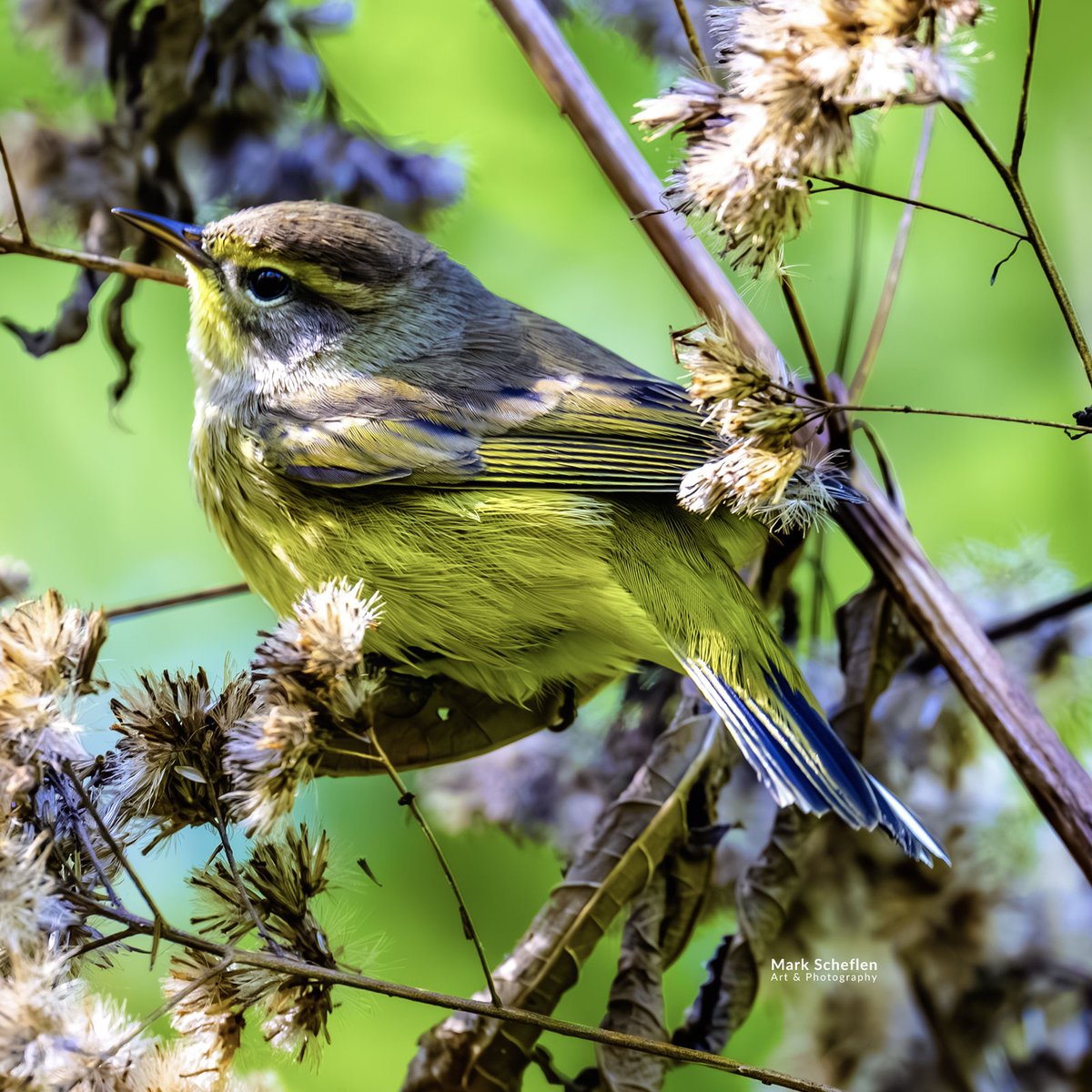 charlieschef's tweet image. Palm Warbler, Northwoods, Central Park, NYC #birdcpp markscheflen.com #biodiversity #naturephotography #conservationphotography #wildlifeplanet #wildlifephotography #nycbirdalliance #birdsSeenIn2025 #birds #ecobiodiversity #bird #palmwarbler #warbler #birdlovers
